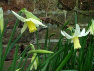 Narcissus 'Jenny'  bestellen